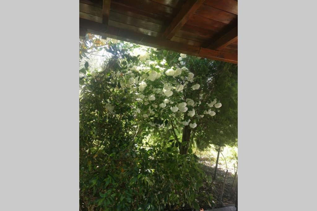Irinis Cottage カラ・ネラ エクステリア 写真